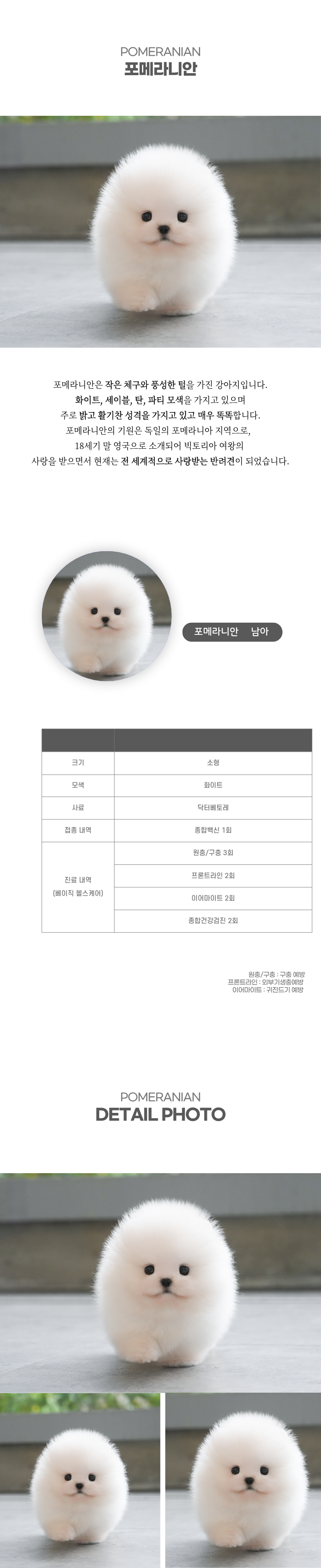 포메라니안_상세이미지_2